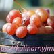 Маринованный виноград — чудесная заготовка!